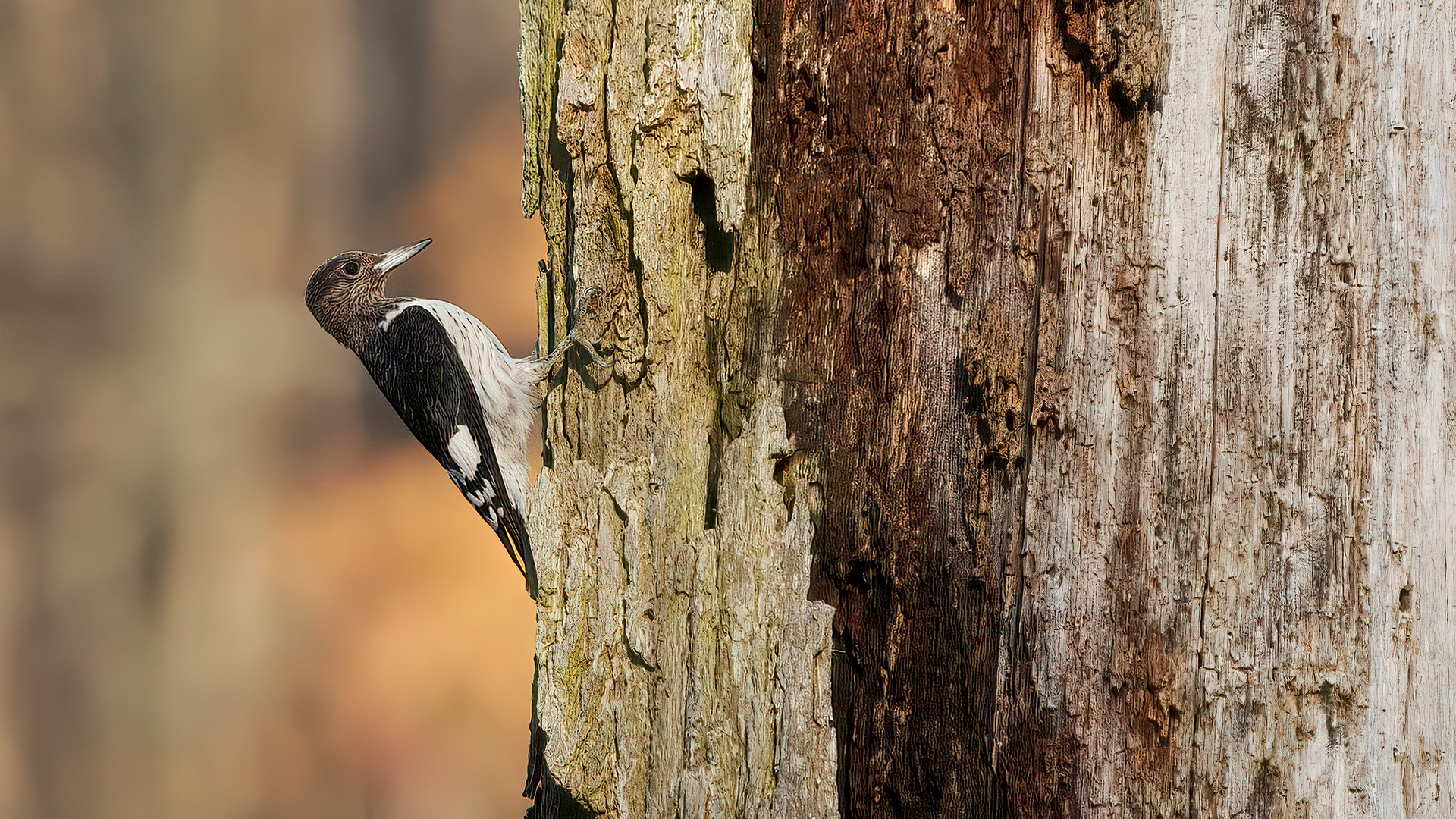 Red-headed Woodpecker — Ana fotoğraf